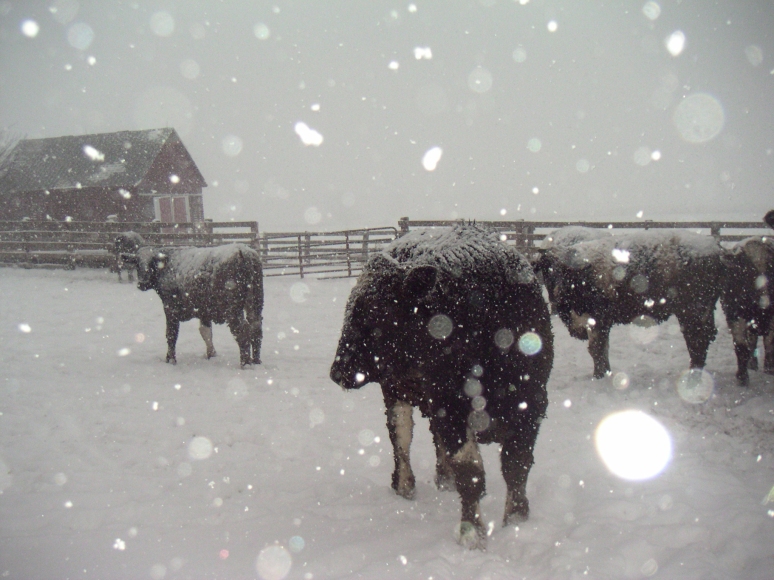 Snowy Cattle